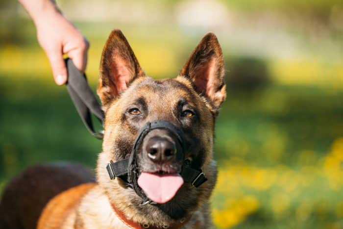 dressage canin avec une muselière