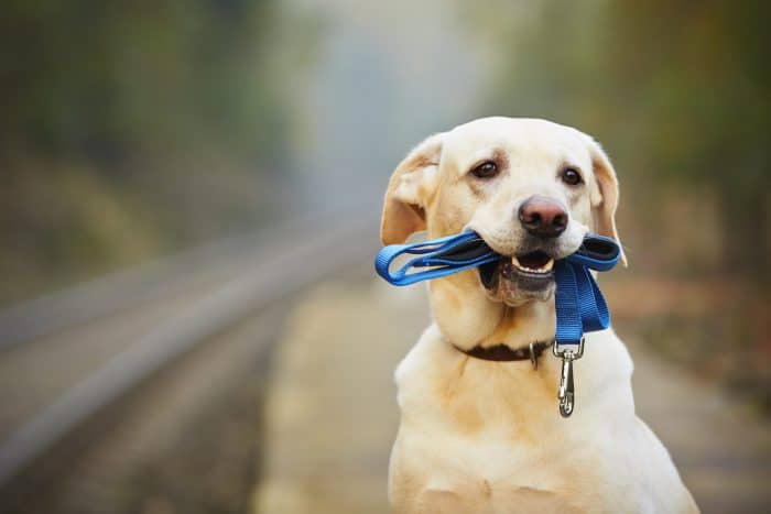 Problèmes de collier de chien