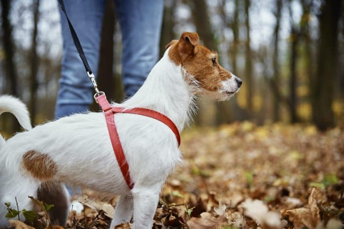 Dressage du chien avec un collier de dressage