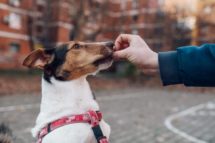 Colliers et harnais de dressage pour chiens de compagnie