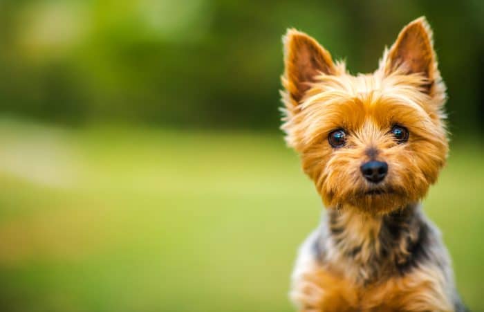 chiens de sport hypoallergéniques