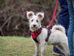 Lire la suite à propos de l’article Considérer un produit animalier unique pour les chiens de compagnie